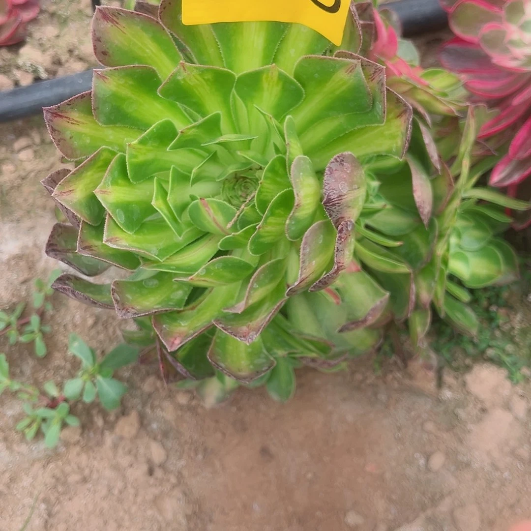 808知否多肉植物
