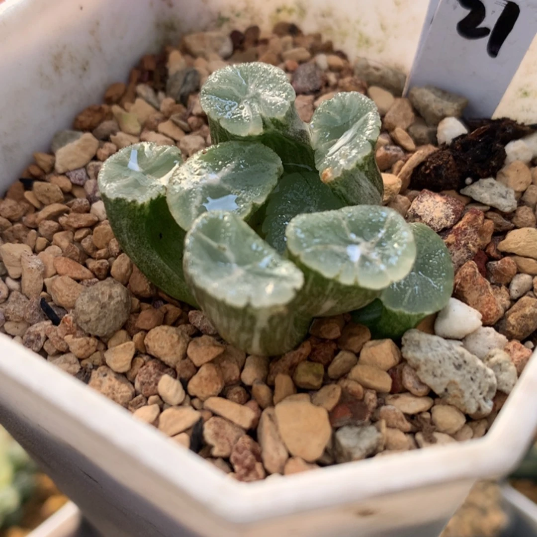 幽灵万象锦，带盆一起