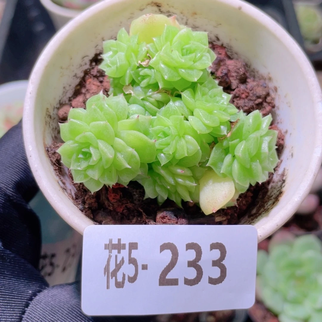 花利美5-233麦秆群