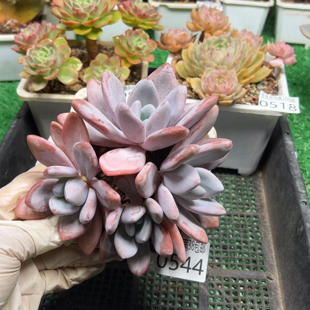 无花朵多肉一物一拍植物0544