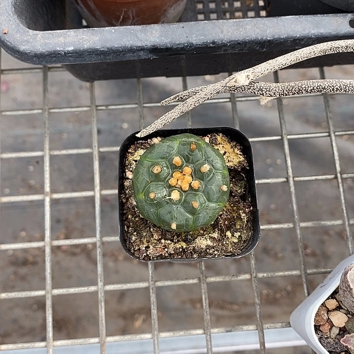 茵***漂亮仙人球一物一拍