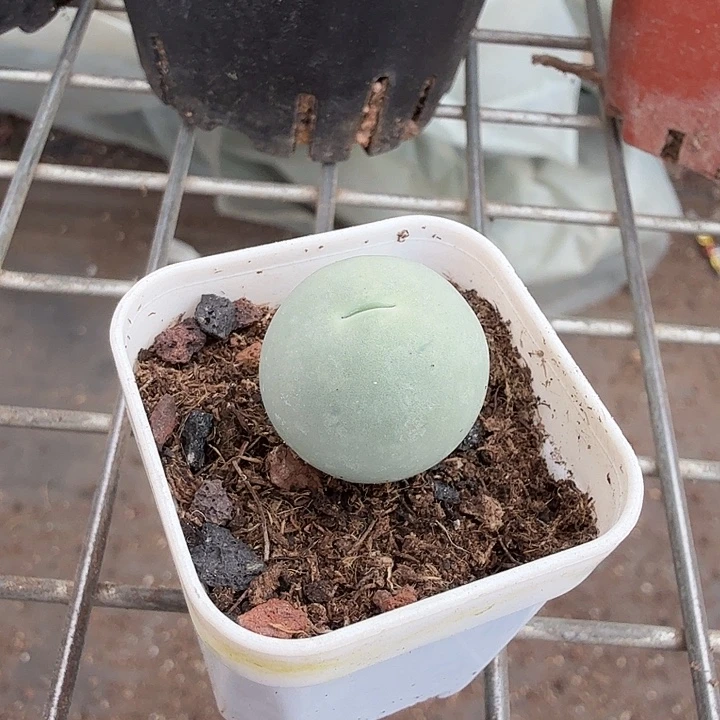 鸽子蛋的单头2仙人球