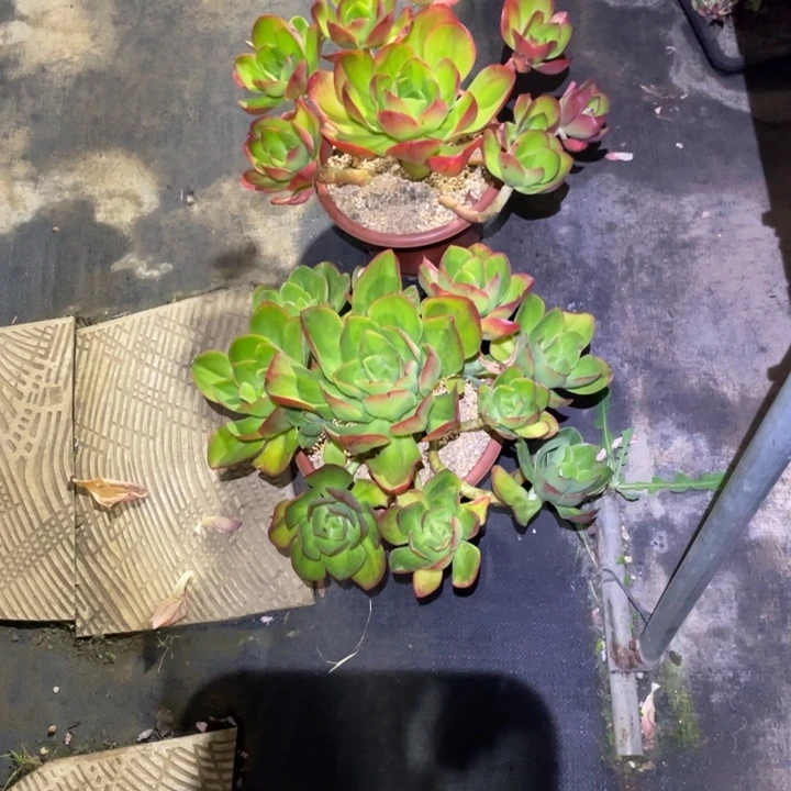 剑***哥红菱两颗一物的拍