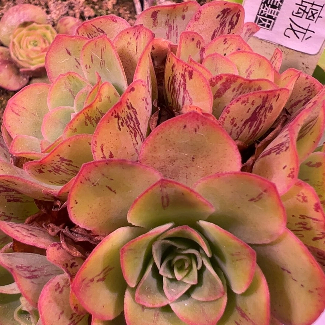 陈陈914璃龙侧芽量拍