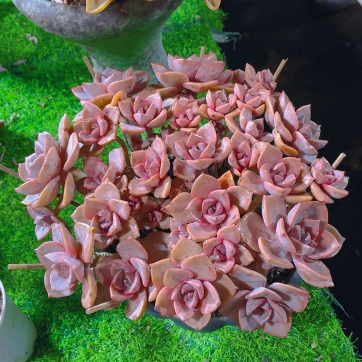 谢谢你的支持0000045