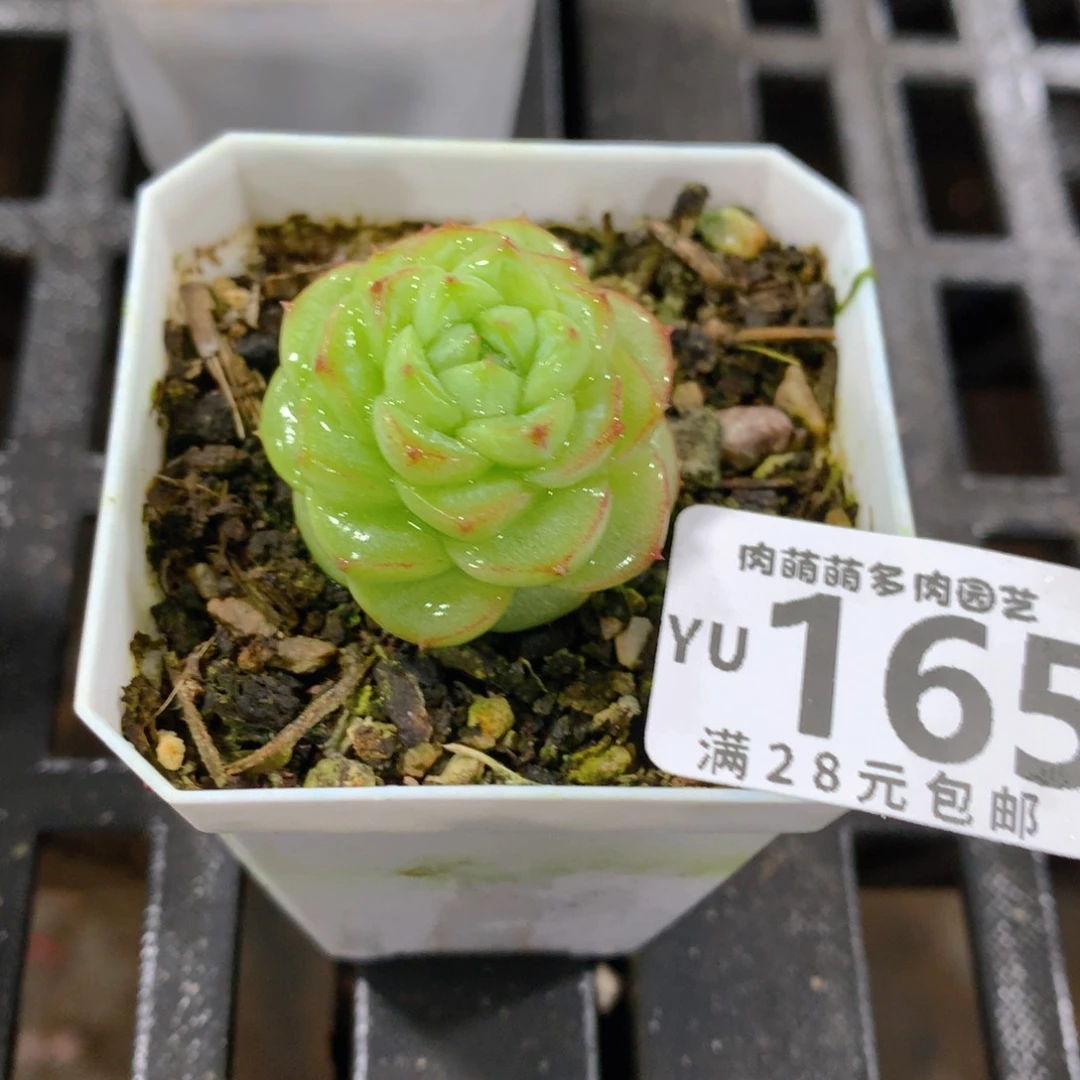 肉萌萌拇指盆精控多肉YU165