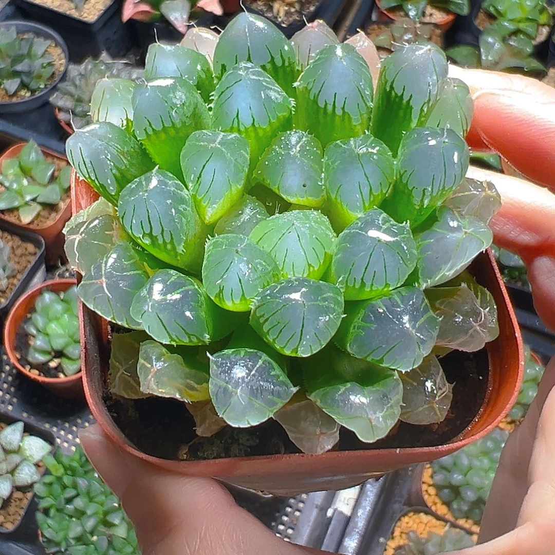 5335玉露多肉植物一颗