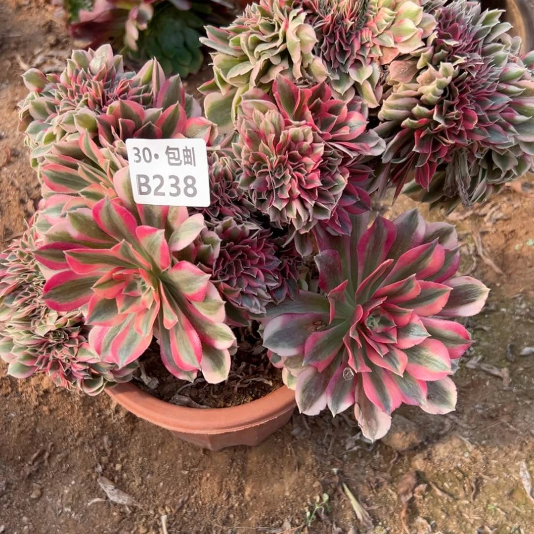 238女巫缀多肉侧枝不断枝