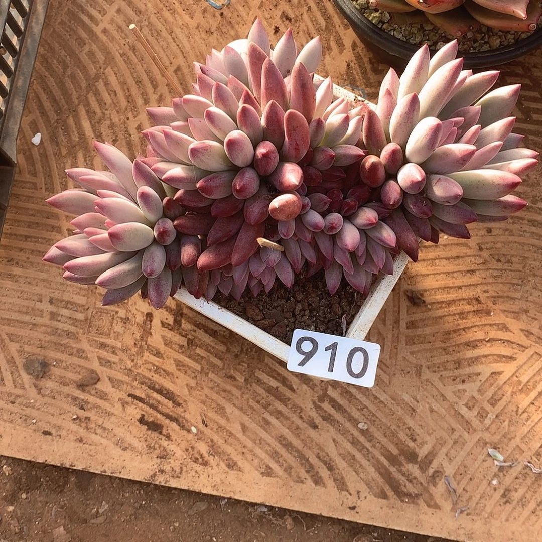 910 一物一拍多肉