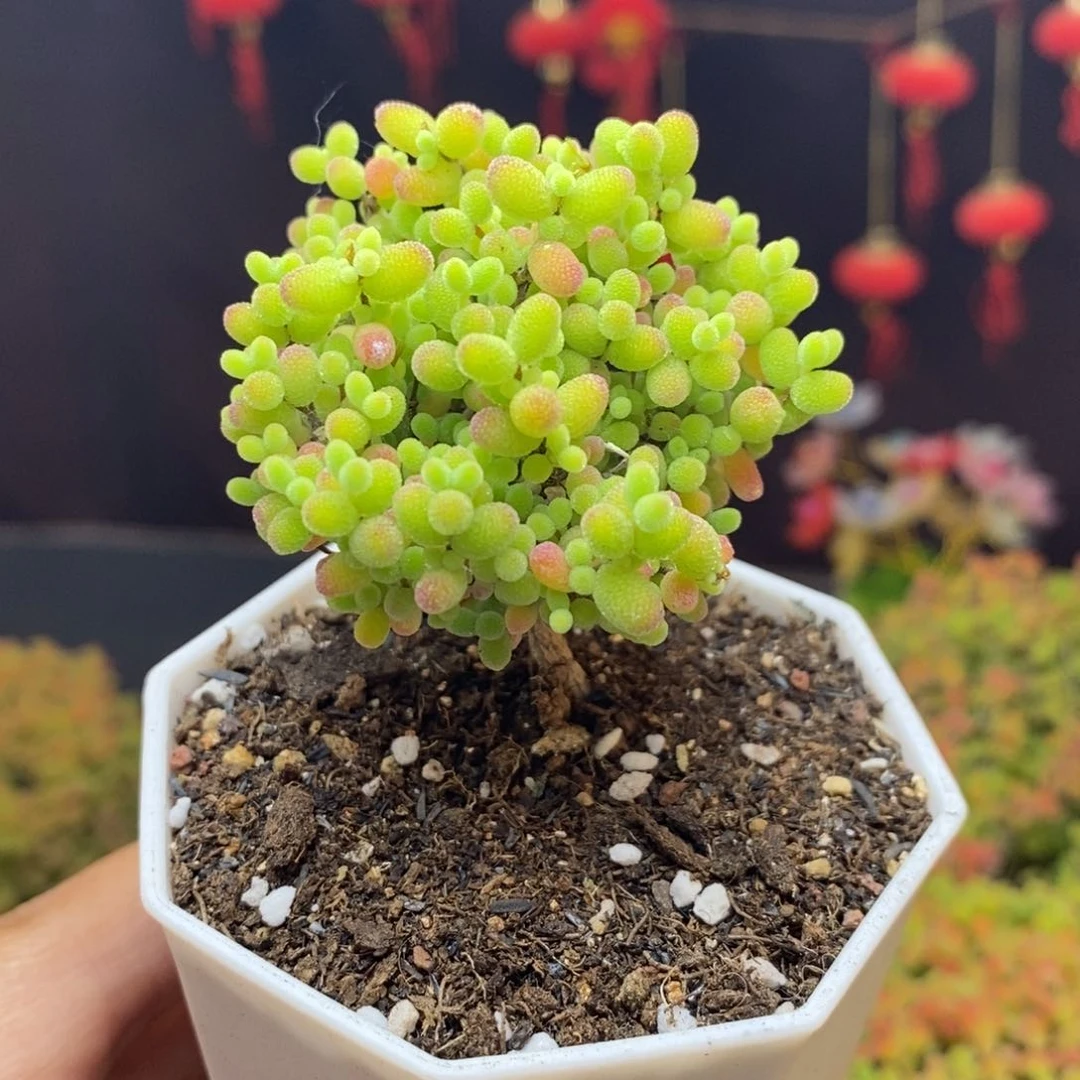 无花朵735号蜜橘糖球枝干