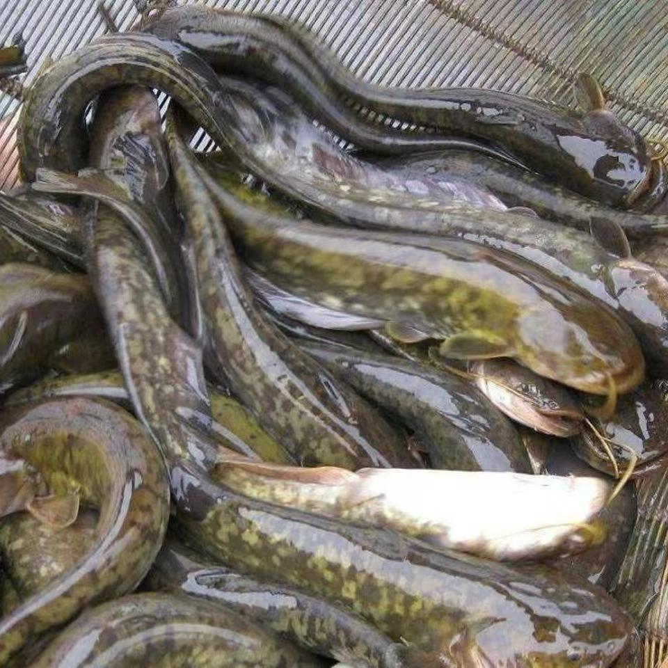 ［顺丰包邮］江西鄱阳淡水土鲶鱼现杀现发