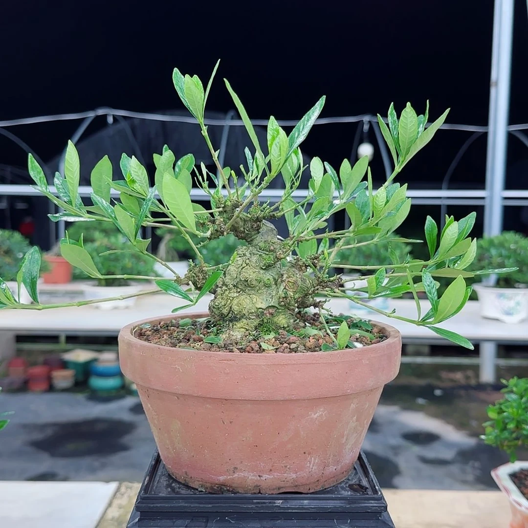 完全开放纪*栀子花