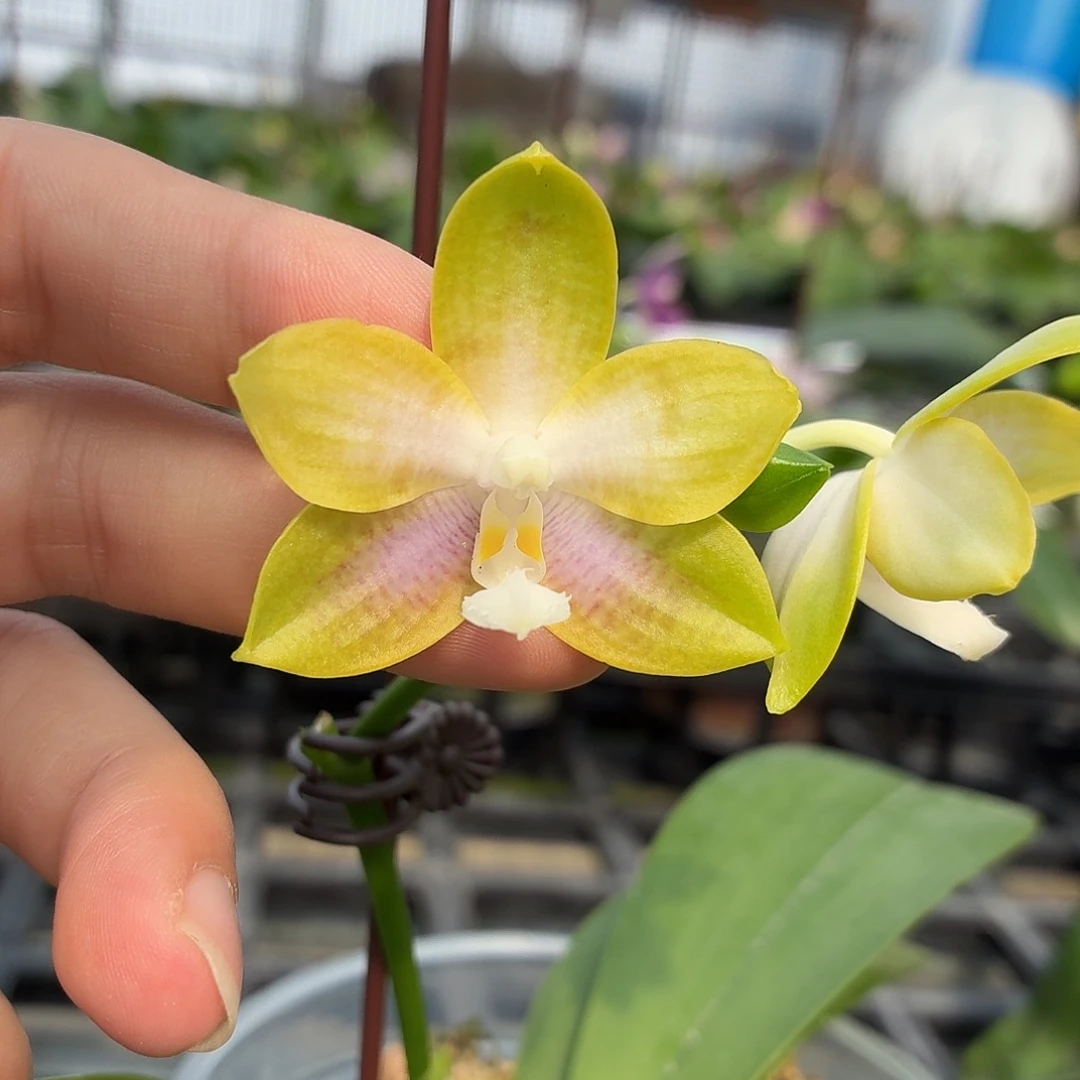 当前无花朵，栽培后可花朵A1814yss1233
