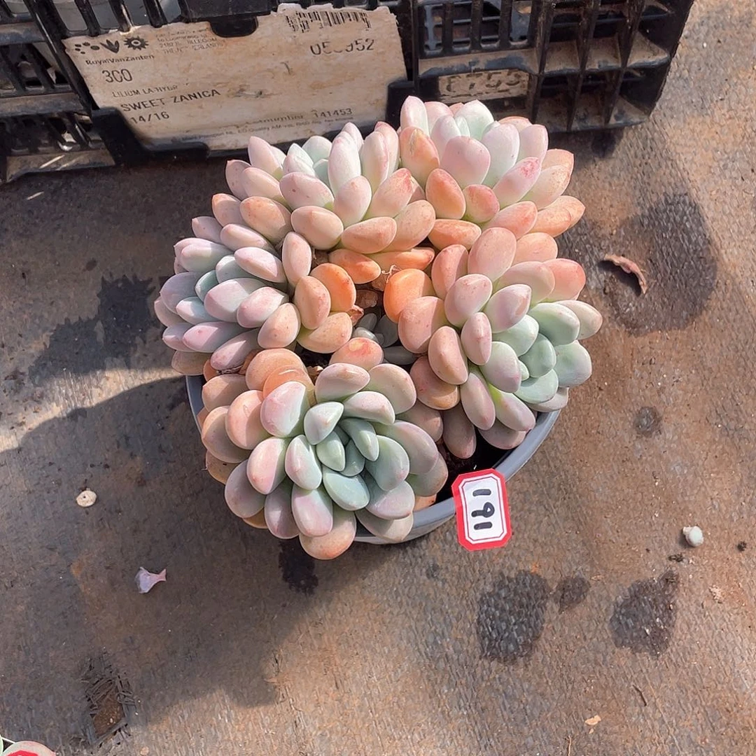 191白鹭 一物一拍多肉