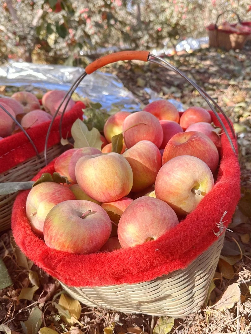 新疆阿克苏冰糖心苹果脆甜多汁当季应季水果