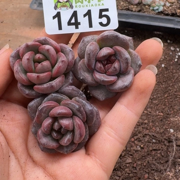 无花朵多肉植物多肉植物