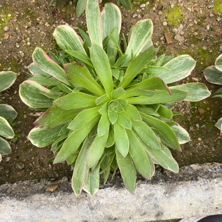 浣纱多肉法师量拍