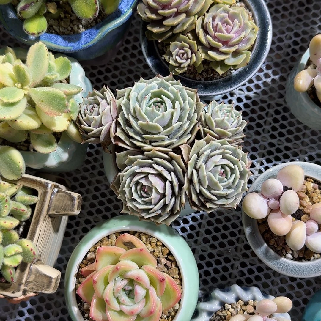 露娜莲带盆多肉植物