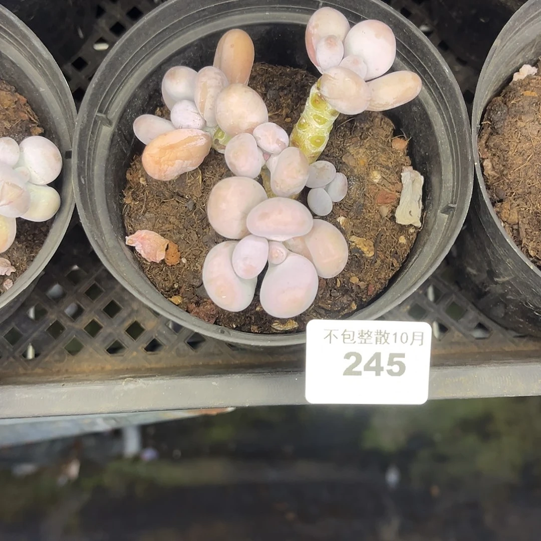 阿雅园艺。     245奶酪