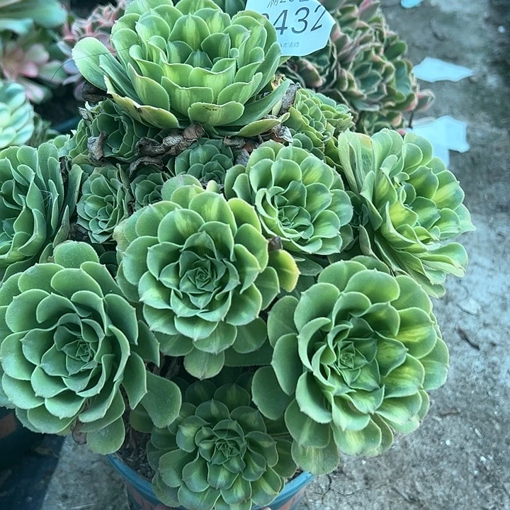 0432翡翠琉璃多肉植物