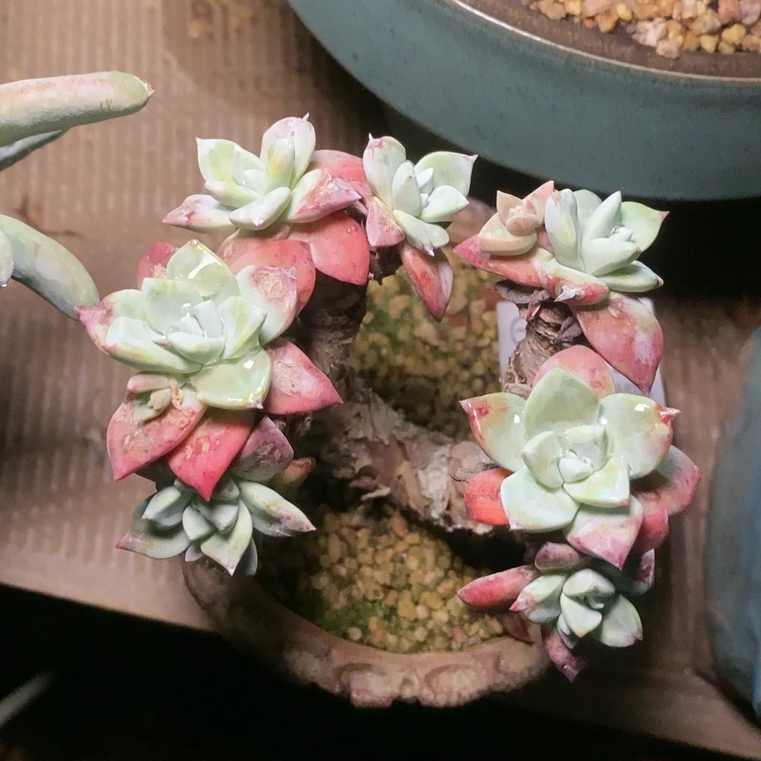 【闪购商品】法瑞诺沙苹果叶多肉2234