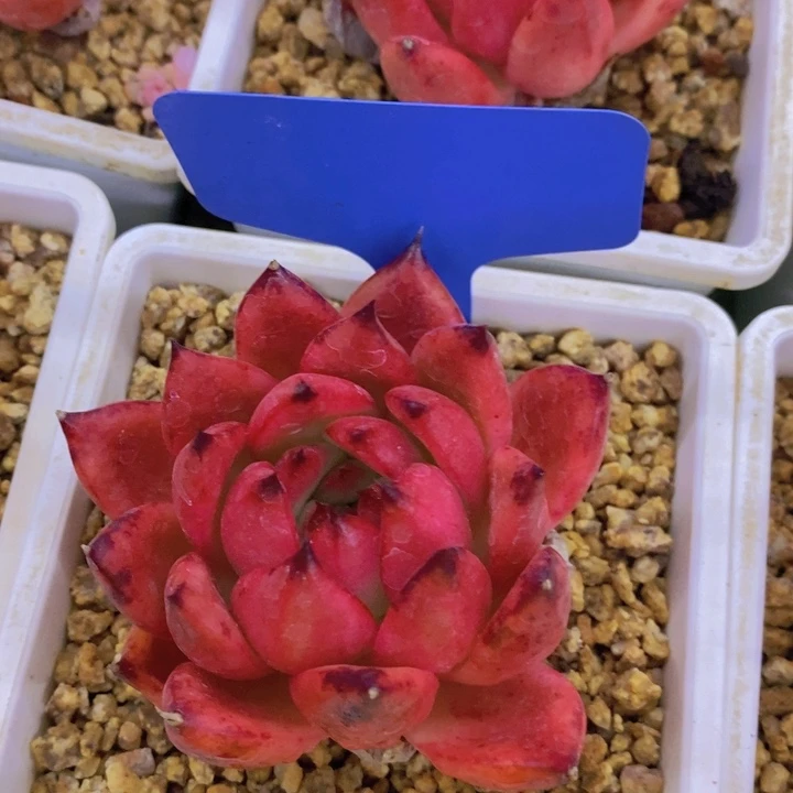 开心多肉植物多肉