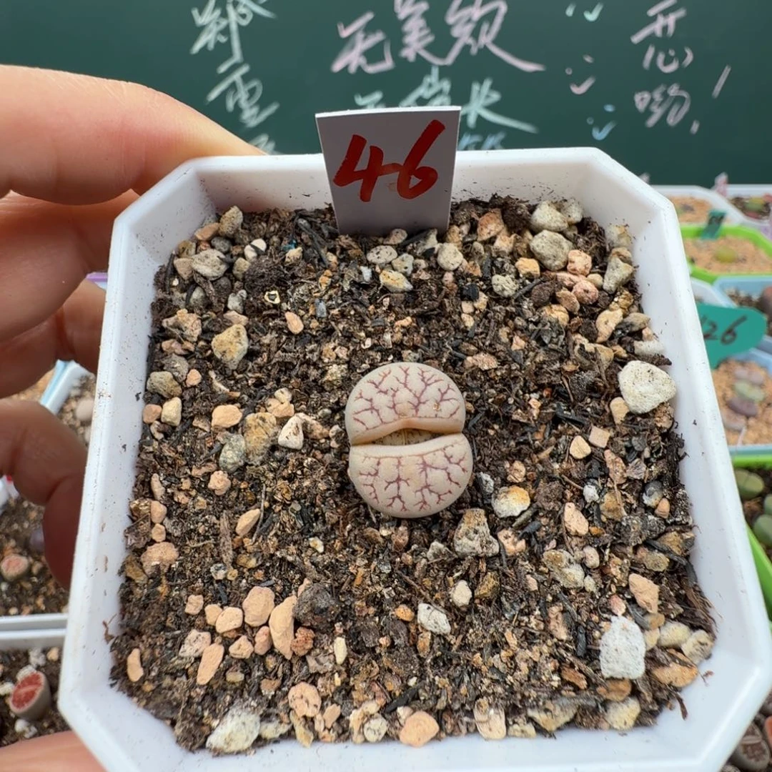 精选荒玉189脱土发货46