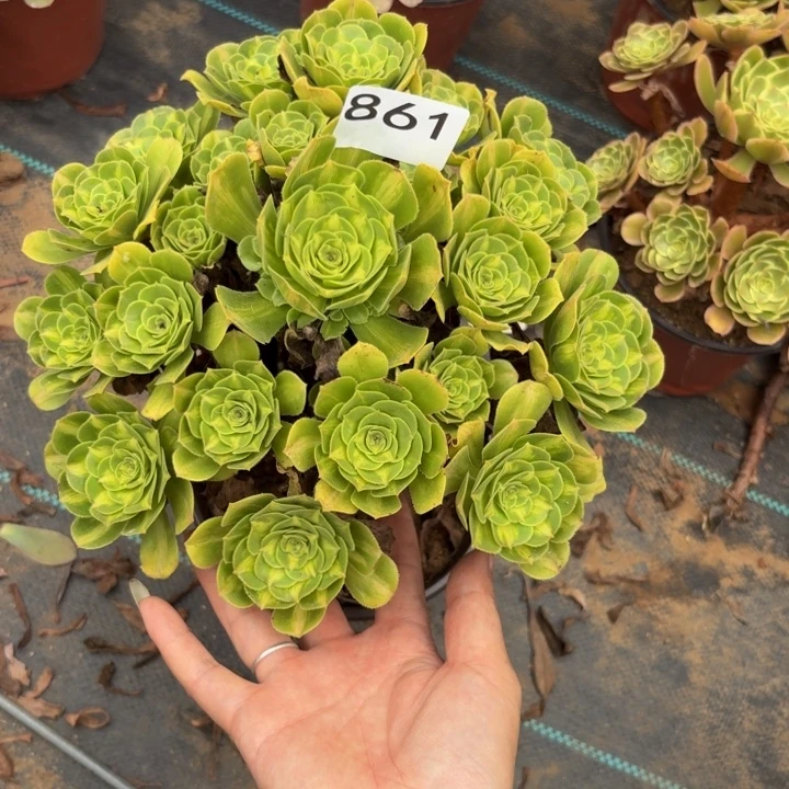 翡翠琉璃多肉植物不包损861