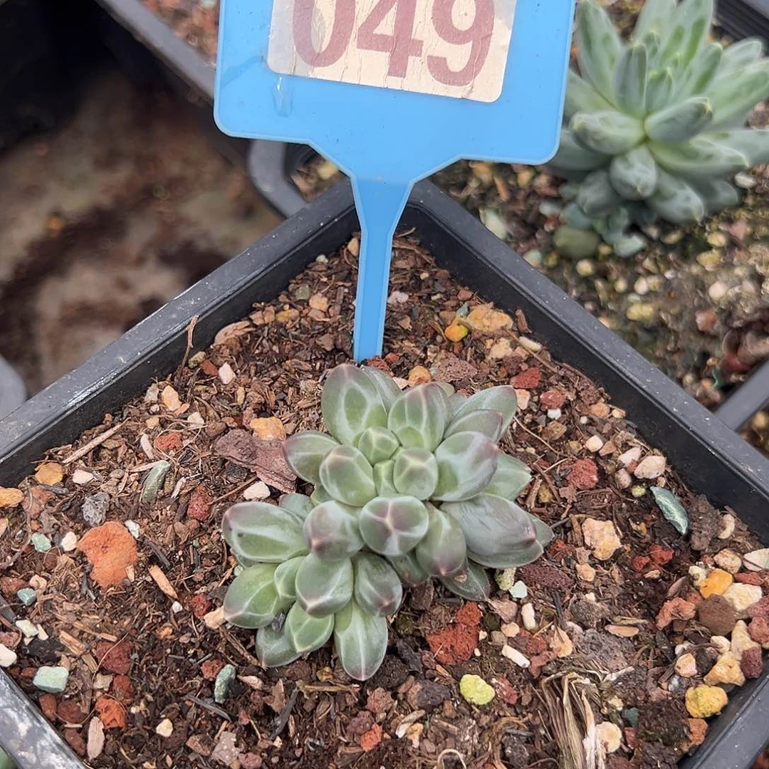 申公豹多肉植物049