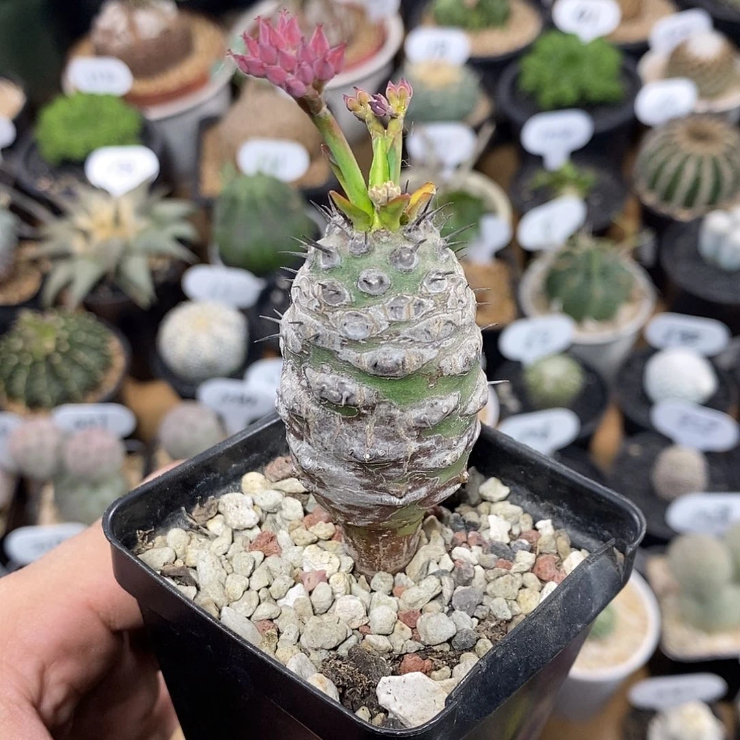 S****~专拍瓶干麒麟71号