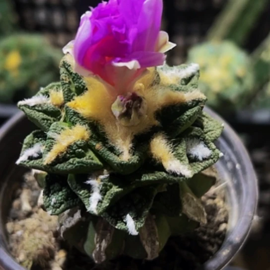 无花朵福利辛顿牡丹972