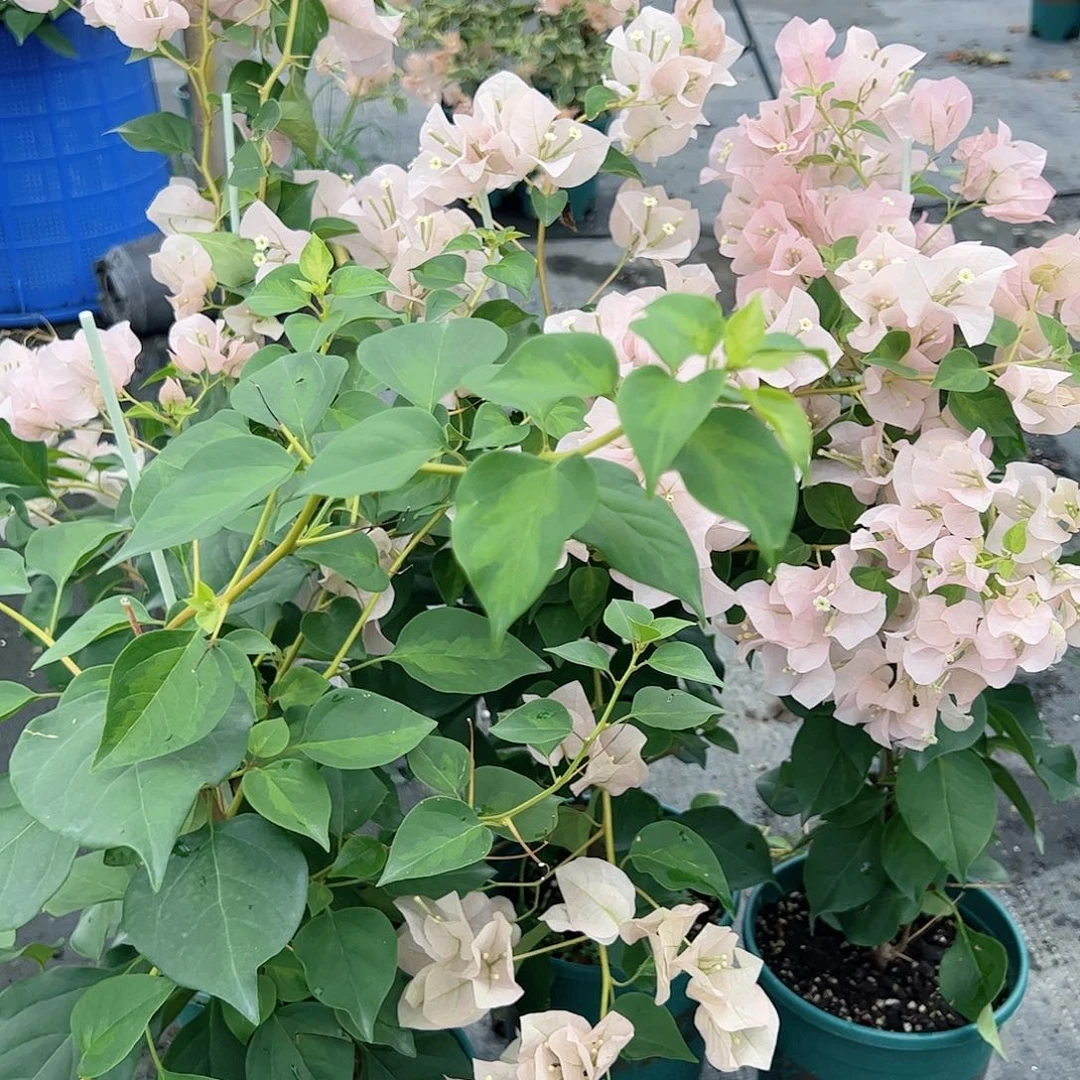 大部分开放少量花苞暗斑丽人一棵