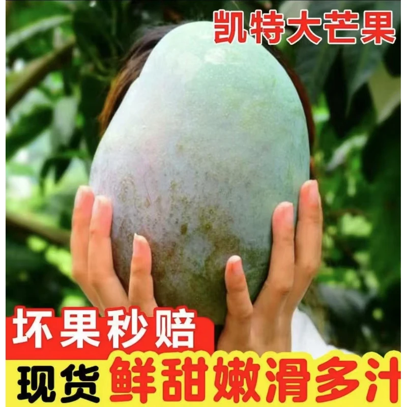 【放软再吃3】四川攀枝花凯特芒果当季新鲜水果产地直供高山老树