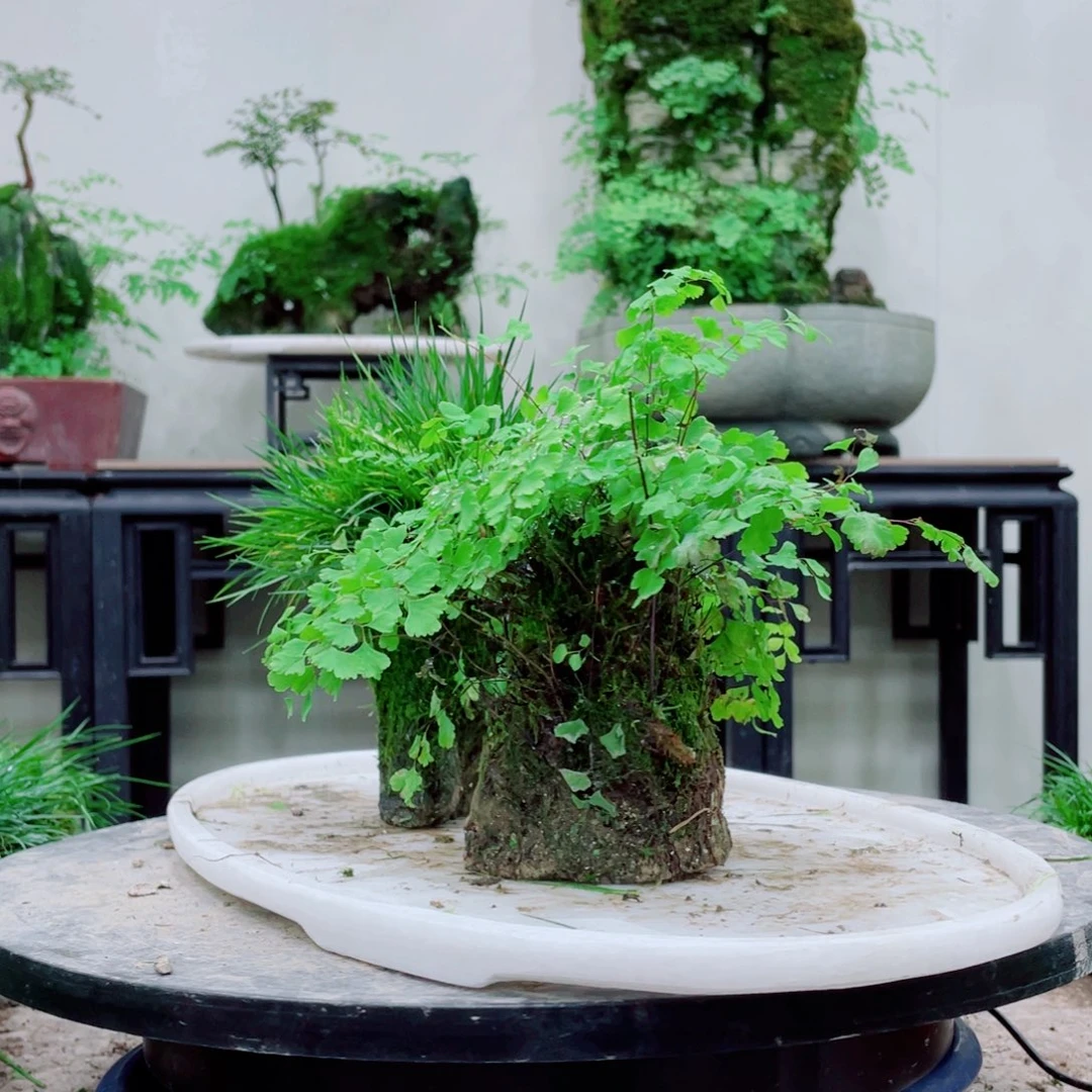 无铅玻璃点**滴铁线蕨等植物的生长发育和