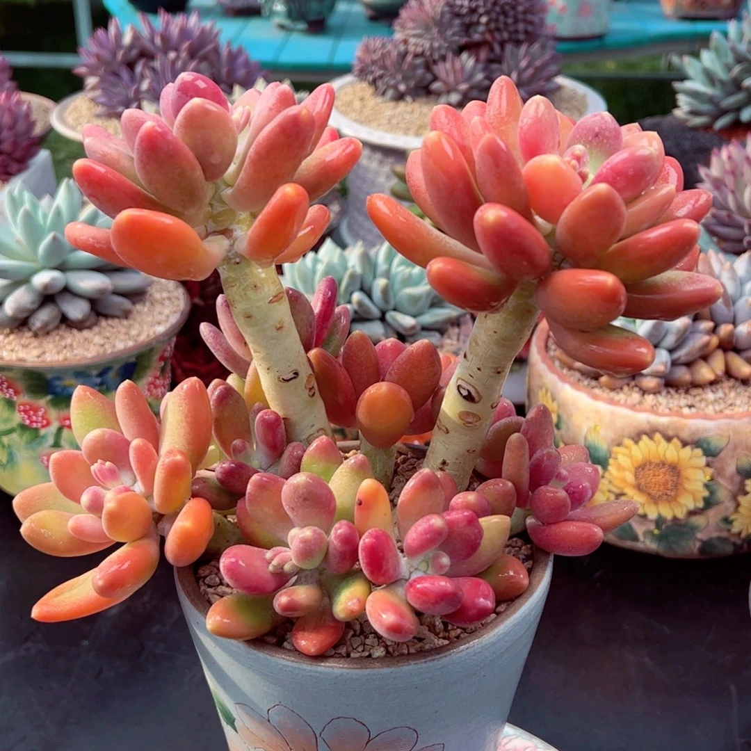 潘多拉带盆发物流