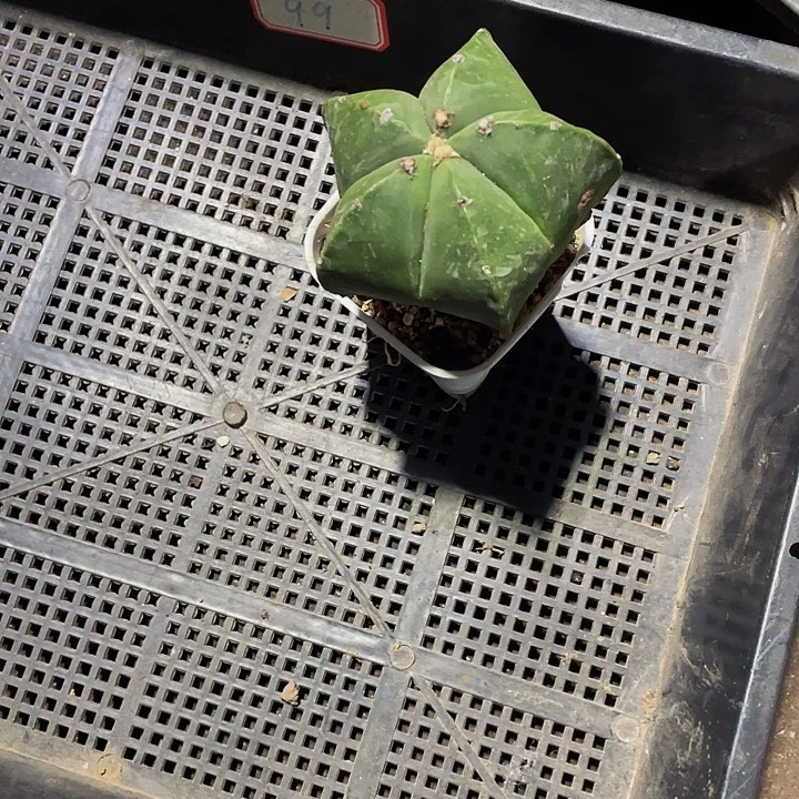 柒***～99号筐带盆土发货