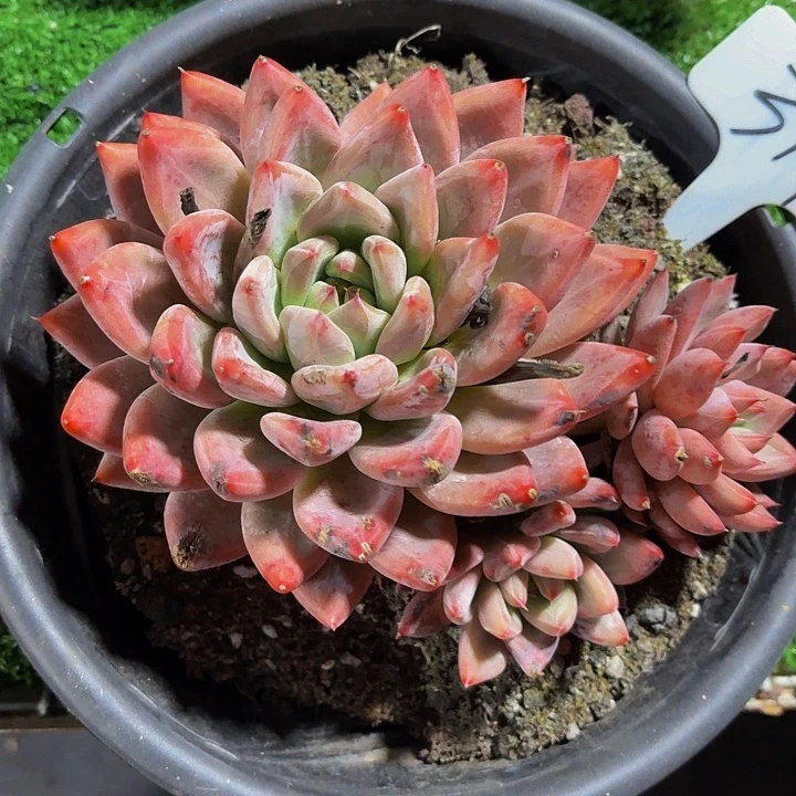 ****安丽娟花卉圣徒单头
