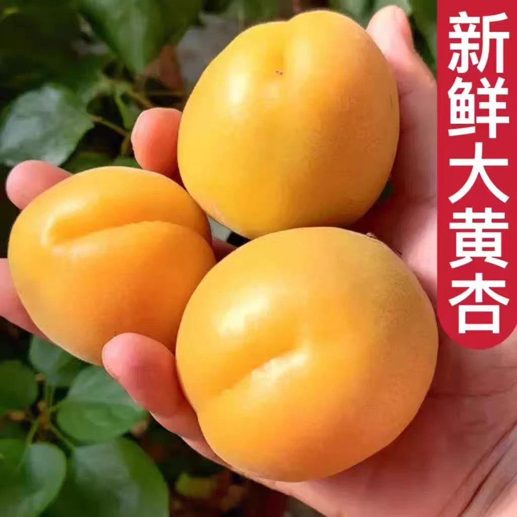 【大乐甄选】山西大黄杏1-5斤酸甜多汁可口现摘金太阳杏新鲜水果