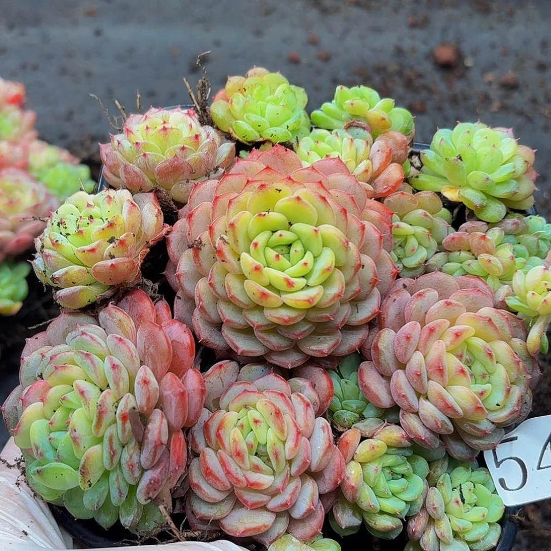 多肉植物多肉植物541