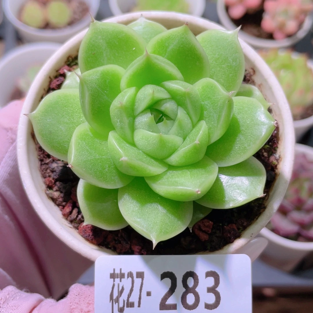 花利美27-283麦秆