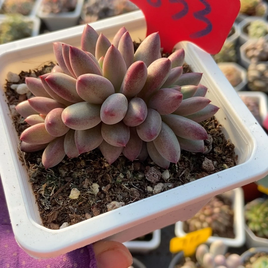 833虞美人多肉植物