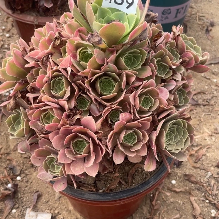 无花朵489多肉植物香妃