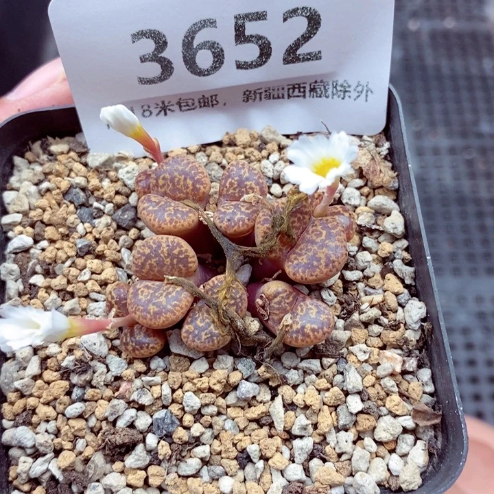 3652。