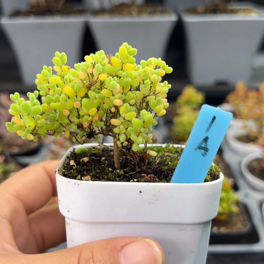 开播福利款蜜橘飘桩1号