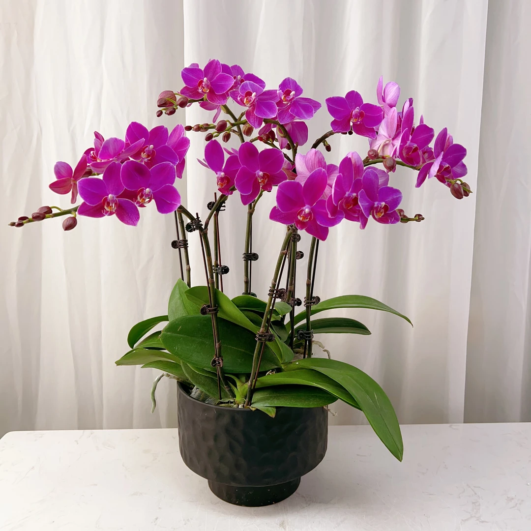 【紫精灵】欧品蝴蝶兰花卉高雅高级艺术盆栽组盆系列