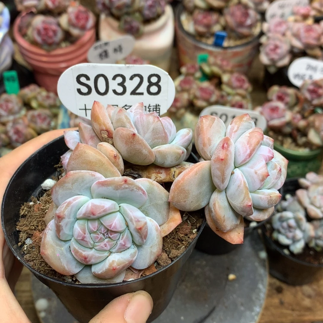 S0328 突尼斯 4头 福利