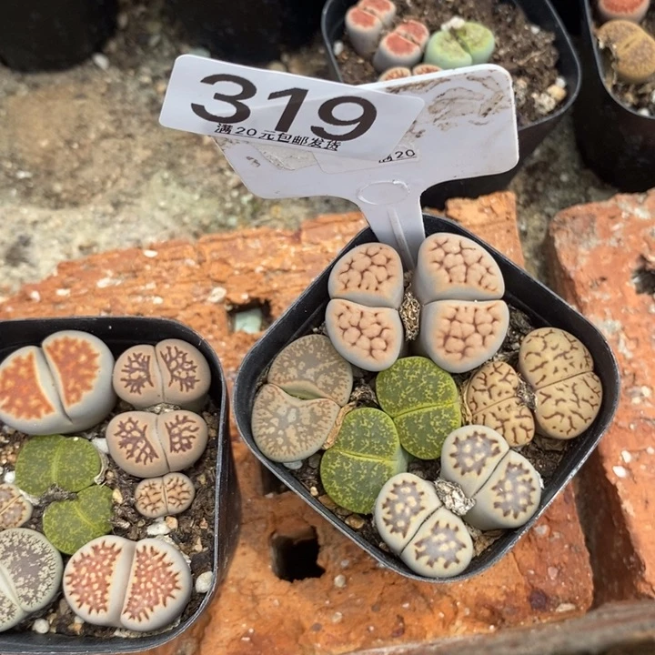 琪***）生石花等植物的319