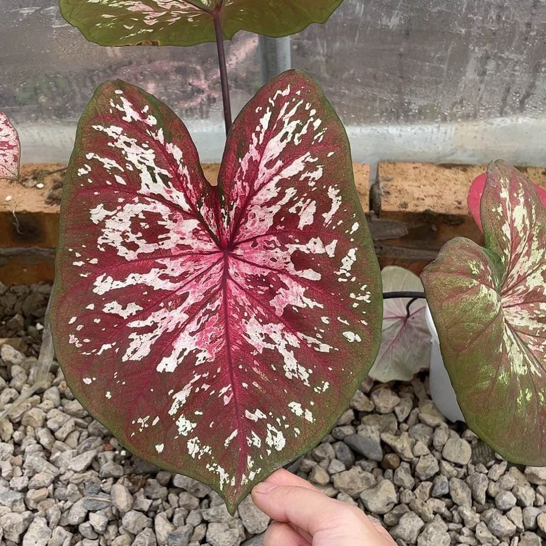 无花朵花脸养定发货