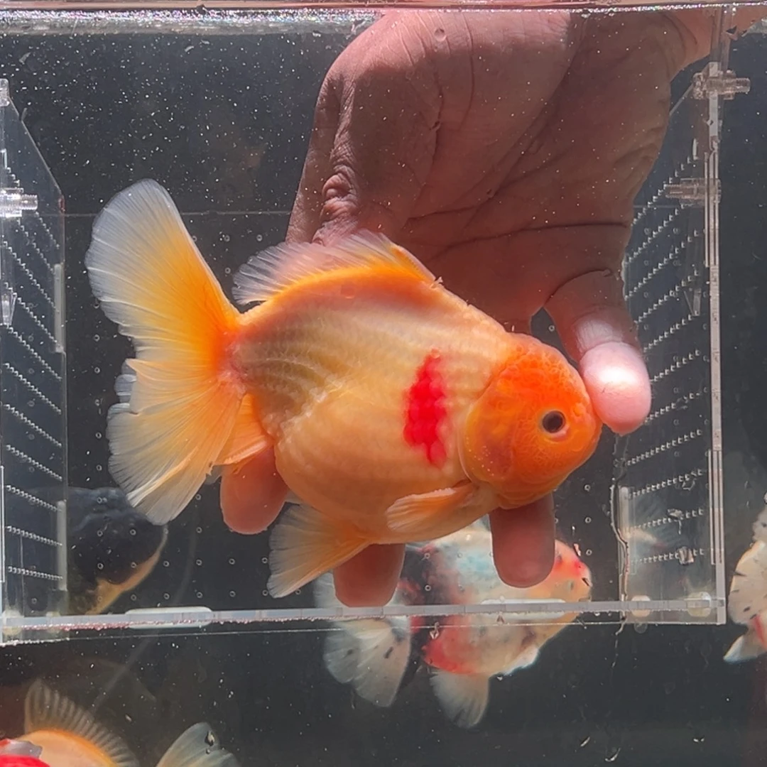 金鱼5558889996664477855