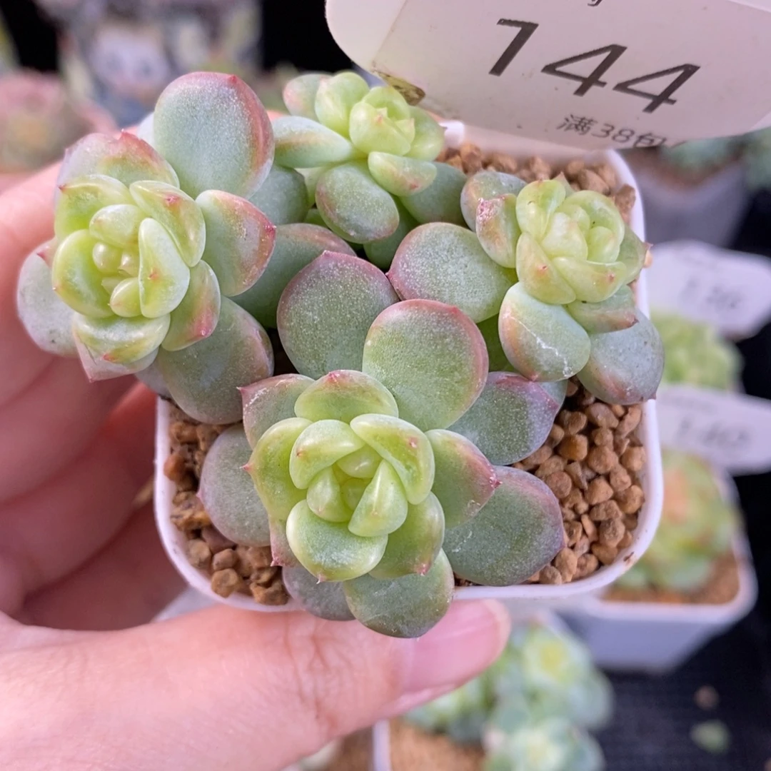 甜心四头群144号一颗